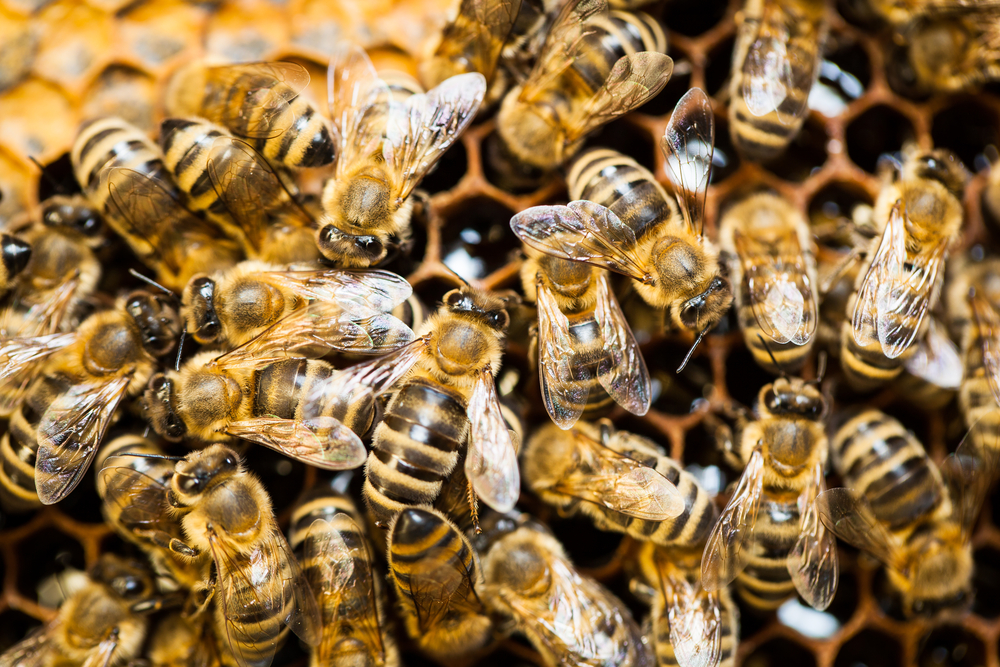 close-up of bees in a hive
